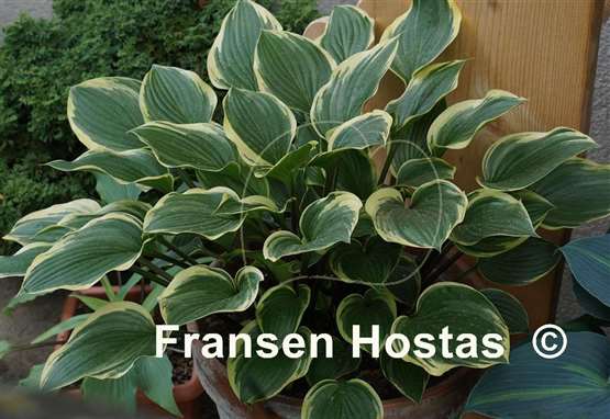 Hosta Torchlight